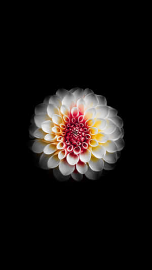 一朵白色、黃色和紅色的大麗花，位於黑色背景中央。 — 唯美花卉 壁紙