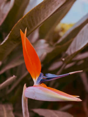 一朵天堂鳥花，帶有橙色和藍色的花瓣，被棕色葉子環繞。 — 花朵 壁紙