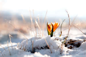 橙色番紅花在冬日的陽光下穿過雪地與乾草綻放。 — 冬季風景 壁紙