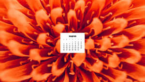 三月日曆疊加在橙色花朵的特寫上。 — 花朵 壁紙