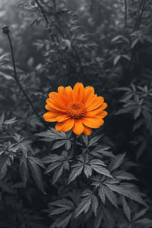 一朵明亮的橙色花朵在柔和的灰綠色葉子中脫穎而出。 — iPhone 4 壁紙