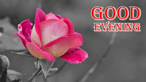 粉紅玫瑰，帶有紅色「GOOD EVENING」文字，背景為灰階。