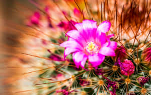 粉紅色仙人掌花，帶刺，背景柔和 — 仙人掌 壁紙