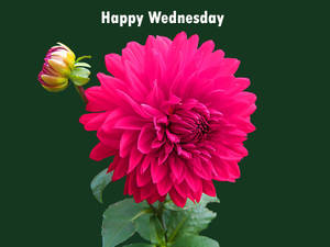 一朵粉紅色大麗花，帶有綠色花蕾和「Happy Wednesday」文字，背景為深綠色。 — 星期三 壁紙