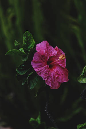 在黑暗的自然環境中，一朵帶有綠葉的粉紅色木槿花。 — 花朵 壁紙