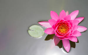 粉紅色睡蓮和綠色葉子漂浮在平靜的灰色水面上。 — 粉色花朵 壁紙
