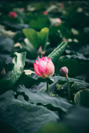一朵粉紅色蓮花在大型綠色睡蓮葉間綻放於水中。 — 蓮花 GIF 壁紙