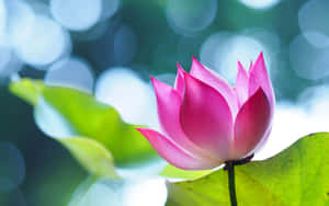 一朵粉紅色蓮花，帶有綠色葉子，在柔和陽光下。 — 蓮花 GIF 壁紙