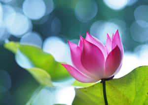 在寧靜的自然環境中，一朵帶有綠葉的粉紅色蓮花。 — 蓮花 GIF 壁紙