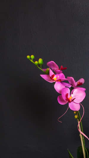 粉紅色蘭花與綠色花蕾在深色木炭背景上 — 粉色花朵 壁紙