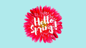 粉紅色非洲菊雛菊，藍色背景上寫有Hello Spring文字 — 花 壁紙