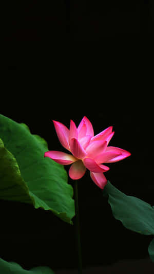 一朵粉紅蓮花，帶有綠葉，背景為黑色。 — 蓮花 GIF 壁紙