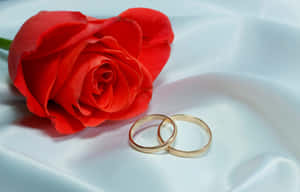 白色緞布上的紅玫瑰和金色結婚戒指。 — 情侶 壁紙