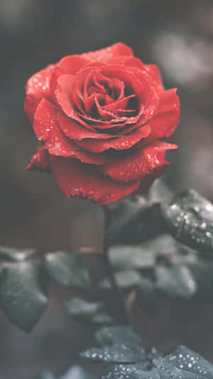 一朵紅玫瑰，花瓣和葉子上有水珠。 — 玫瑰花 壁紙