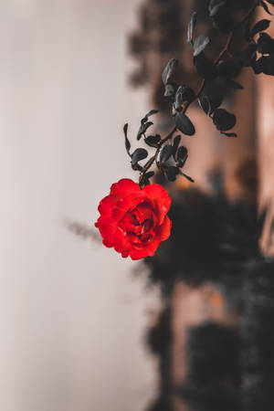 一朵紅玫瑰，帶有深色葉子，背景模糊。 — 紅色美學 iPhone 壁紙