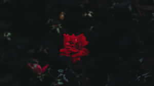 一朵紅玫瑰在夜晚的黑暗花園中脫穎而出。 — Studio Display 壁紙
