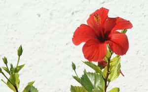 一朵紅色木芙蓉花，帶有綠葉，襯著白色牆壁。 — 花 壁紙
