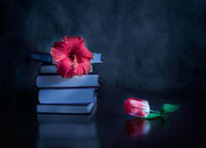 藍光下書上的紅色木芙蓉與掉落的鬱金香。 — 簡約暗黑美學 壁紙