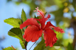 一朵紅色木芙蓉花，帶有綠色葉子和藍天背景。 — 粉色花朵 壁紙