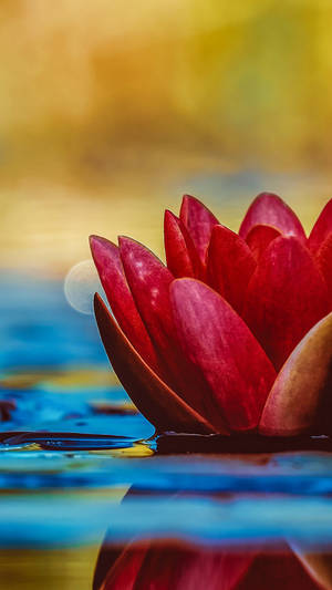 一朵紅色睡蓮漂浮在藍色水面上，帶有金色背景倒影。 — 蓮花 GIF 壁紙