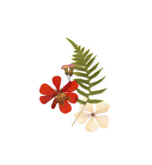乾燥的紅花、綠色蕨葉和奶油色花朵在白色背景上 — Motorola Razr Fold 壁紙