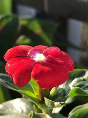 一朵紅花，露珠在陽光下閃耀，被綠葉環繞。 — iPad Air 壁紙