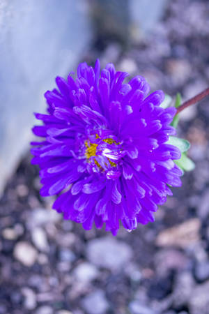 一朵在礫石中生長的鮮豔紫色花，帶有黃色花心。 — 花 iPhone 壁紙