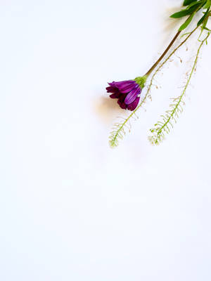 一朵紫色花朵，帶有綠色莖和白色小花，在白色表面上。 — 紫色玫瑰 壁紙
