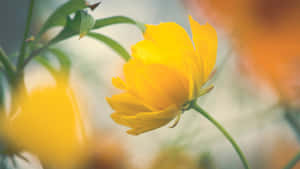 在柔和焦點背景下，一朵帶有綠色莖的亮黃色花朵。 — 美學黃色 壁紙