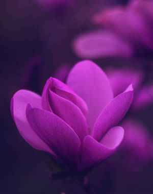 一朵盛開的鮮豔紫色木蘭花，花瓣柔軟，背景模糊。 — 花朵 壁紙