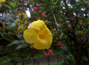 在茂密綠色花園中，花瓣上有水滴的黃色花朵。 — 春天花朵 壁紙