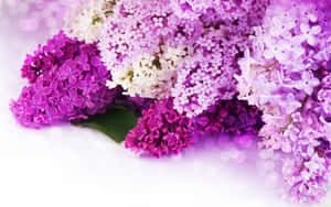 紫白色丁香花束，背景柔和散景。 — 粉色花朵 壁紙