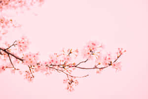 粉紅櫻花枝條在粉彩天空背景下柔焦呈現。 — 粉色花朵 壁紙