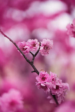 粉紅櫻花在樹枝上，背景柔和模糊。 — 櫻島麻衣 壁紙