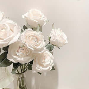 奶油白玫瑰在玻璃花瓶中，背景為純色牆壁。 — 玫瑰花 壁紙