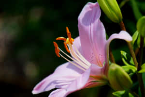 一朵帶有橙色雄蕊的粉紅色百合花，在明亮的陽光下盛開。 — MacBook Air M3 壁紙