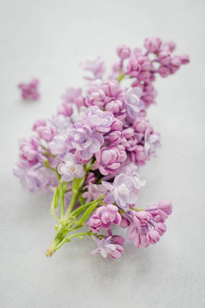 一束柔和的紫色丁香花，帶有綠色莖幹，置於淺灰色紋理背景上。 — 花朵 壁紙