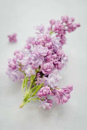 一束紫色丁香花，帶有綠色莖，放在淺色背景上。 — 花朵 壁紙