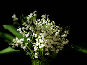 白色鈴蘭花在玻璃花瓶裡，黑色背景。 — 花 壁紙
