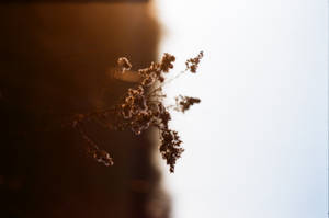 乾花在金色陽光和藍天下形成剪影。 — 4K 自然 壁紙