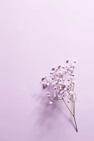 一小簇滿天星花朵在薰衣草表面上。 — 花 壁紙