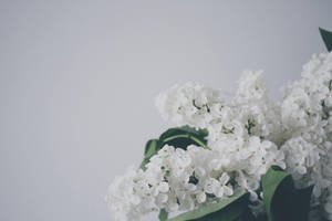 白色丁香花與綠葉的極簡構圖。 — 花 壁紙