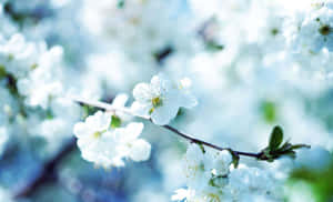 枝條上的白花，配以柔和藍色背景 — 粉色花朵 壁紙