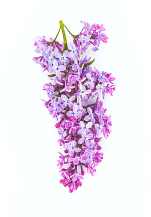 一枝帶有露珠的紫色丁香花，在白色背景上。 — 花 壁紙