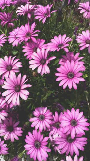 唯美花卉圖片 — 花朵美學動態圖 壁紙