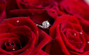 一枚鑽石訂婚戒指放在帶有露珠的紅玫瑰上。 — 結婚戒指 壁紙