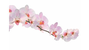 白色背景上，帶有精細花心的粉紅色蘭花優雅彎曲。 — 粉色花朵 壁紙
