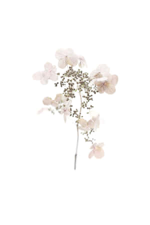 白色背景上帶有種子莢的乾燥粉紅色繡球花枝 — iPhone Duo 壁紙
