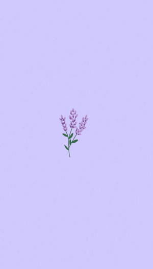 淺紫色背景上的一幅小型薰衣草花插圖。 — 唯美花卉 壁紙