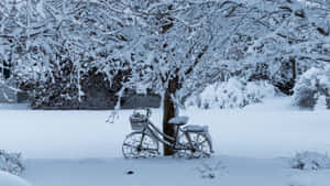 一架被雪覆蓋的華麗腳踏車靠在一棵積雪的樹上，在冬季公園中。 — 冬季美學 壁紙
